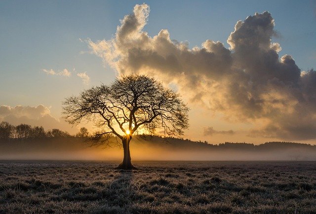 Lone Tree Ge4b2d7a9d 640